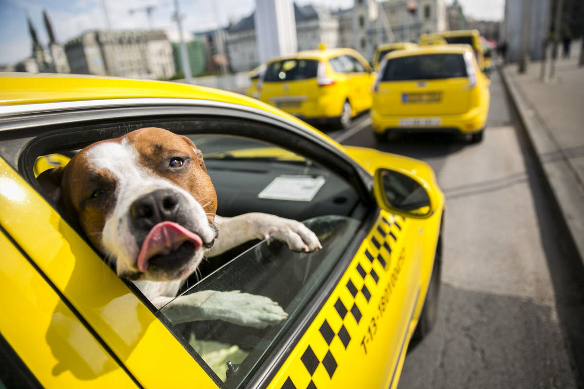 pet taksi hizmeti pethizmetleri.com