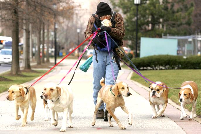 köpek gezdirme petoteli.com